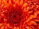 chrysanthemum_136x100.jpg